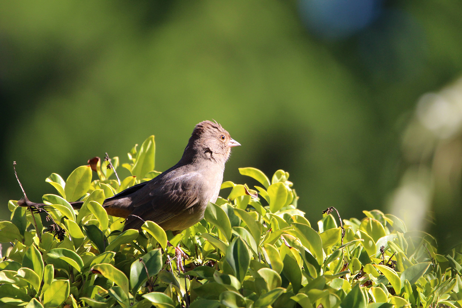 California towhee sitting on a bush