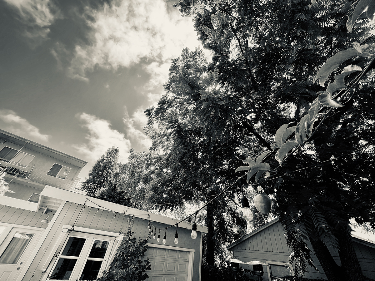 black and white photo of a building, a leafy walnut tree, and sky